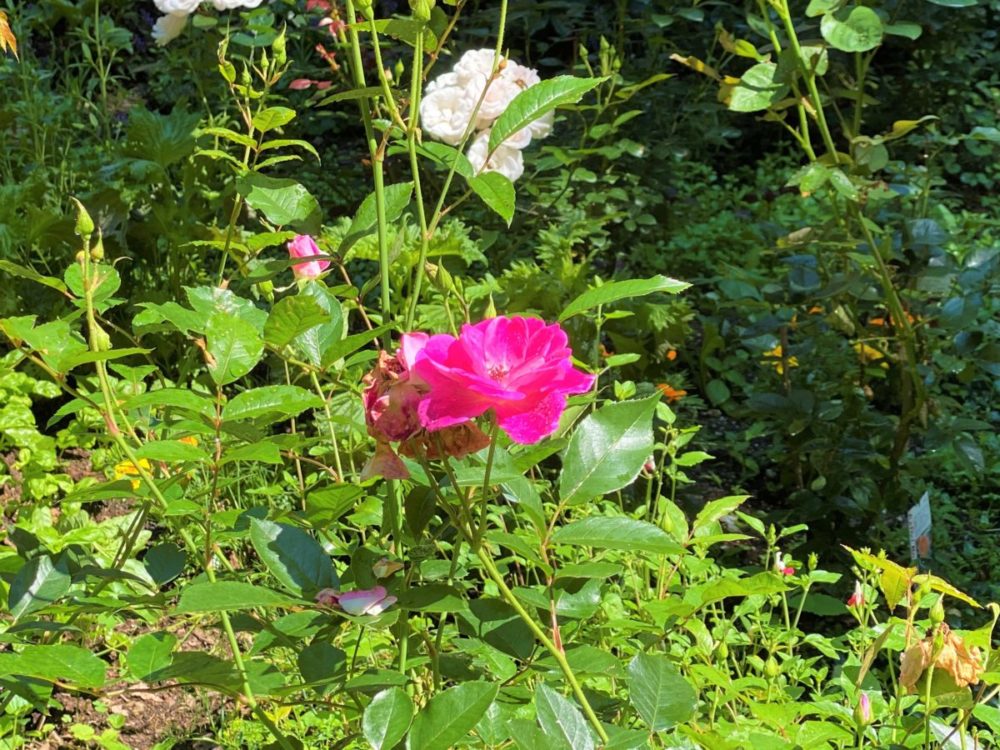 ガーデンの赤いバラ